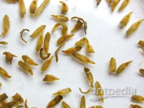 广东江门七成人染肝吸虫病280多万人得病