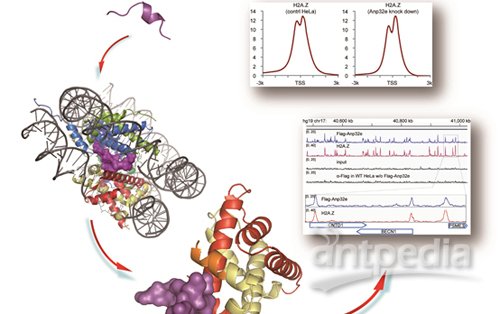 组的合作研究成果"anp32e,   higher eukaryotic histone chaperone