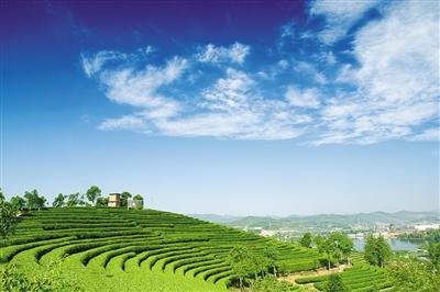 图为蓝天白云下的普洱万亩茶山