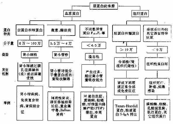 各种蛋白尿的分类及机制