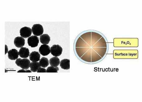 M814128-1ml 四氧化三铁磁性纳米微球,基质:Fe3O4,表面基团:-NH2,粒径:200-300 nm,单位:5mg/ml