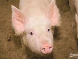 非洲猪瘟（ASF）的疫病与赛默飞定量PCR检测方案 