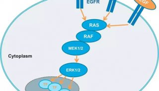 高内涵——基于FRET分析活细胞中的ERK信号转导