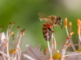 MALDI质谱成像分析——杀虫剂到底对蜜蜂有何影响？
