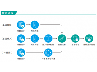 斑馬魚(yú)基因編輯科研服務(wù)（敲降/敲除/敲入/轉(zhuǎn)基因等）