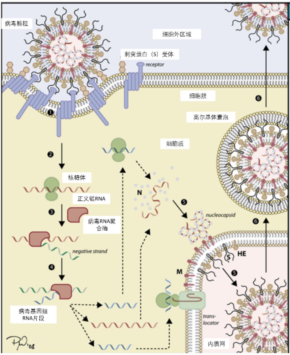 图4 冠状病毒侵染人体细胞的示意图