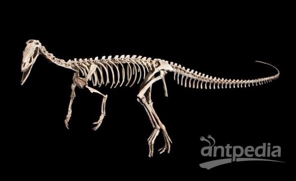 阿根廷发现新种恐龙化石外形与始盗龙相似