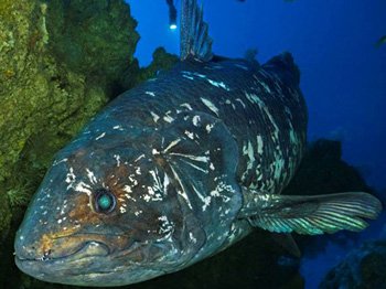 世界上最大的腔棘鱼图片
