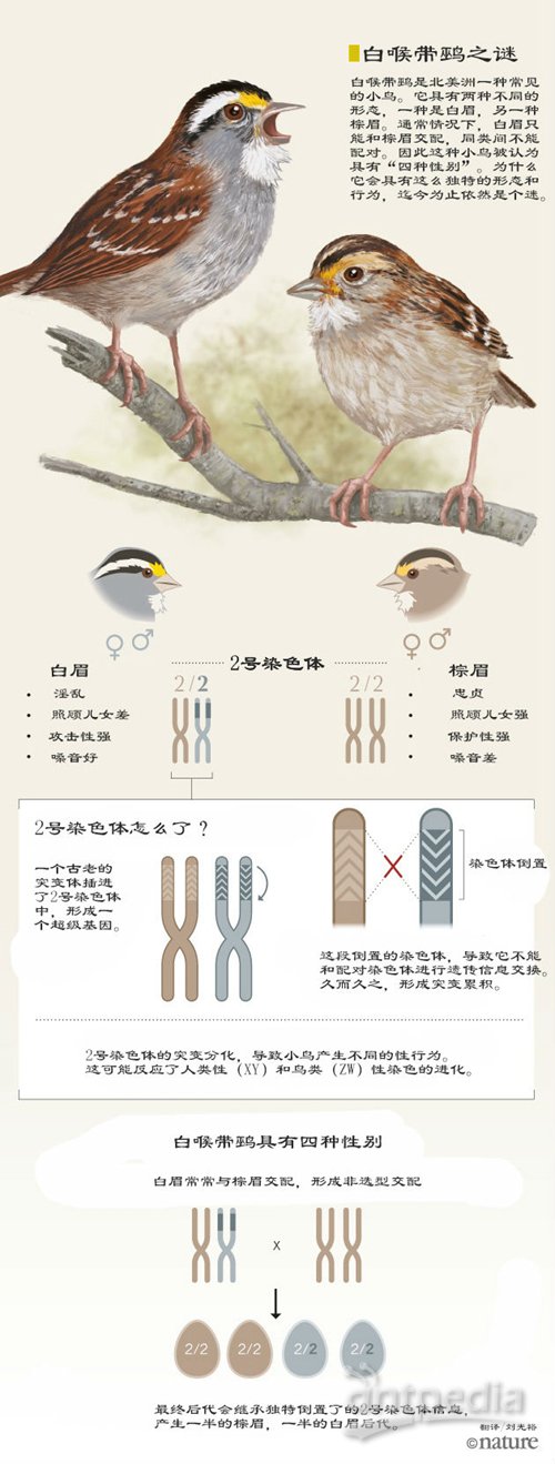 小鸟的性染色体是如何进化而来的 分析测试百科网