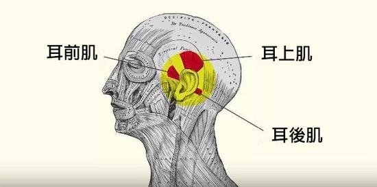 首先是耳廓外沿残存的达尔文点,在耳轮后上部内缘有一个小突起.