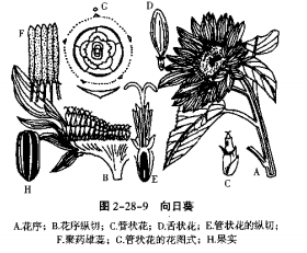 菊花结构图生物图图片