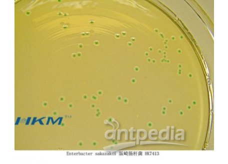 CRM006阪崎肠杆菌显色培养基ChromogenicEnterbacterSakazakiiAgar)