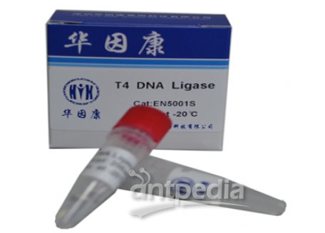 T4DNA连接酶