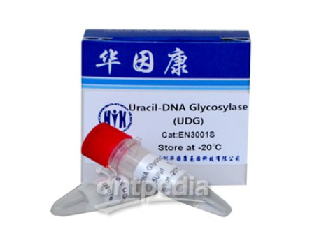 Uracil-DNAGlycosylase（UDG）