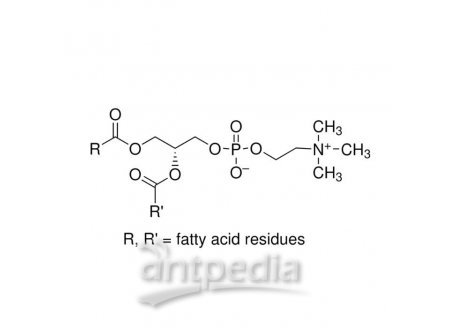 L-α-磷脂酰胆碱，8002-43-5，egg yolk, Type XVI-E, ≥99% (TLC), lyophilized powder
