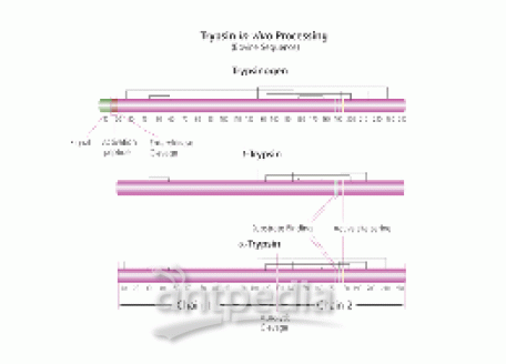 TPCK-胰蛋白酶 来源于牛胰腺