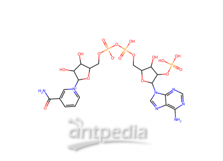 β-烟酰胺腺嘌呤二核苷酸磷酸，53-59-8，90%
