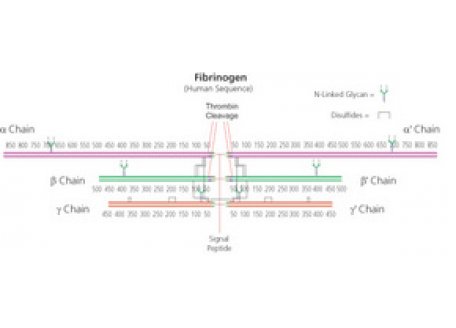 F823833-100mg Fibrinogen,来源于牛血浆