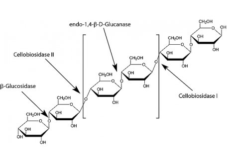 G824159-10mg β-葡萄糖苷酶,10-30U/mg,来源:杏仁