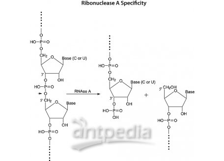 R6324-100mg 核糖核酸酶 A,生物技术级