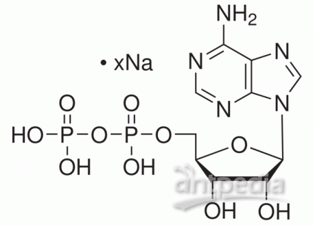 A801492-25g 腺苷-5