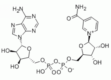N814818-1g β-烟酰胺腺嘌呤二核苷酸,>98.0%（HPLC)
