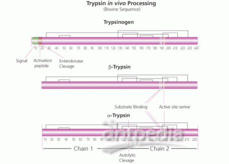 T819144-100mg TPCK-胰蛋白酶,BAEE >10000 Unit/mg