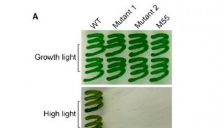 【Plant Physiol 6.28】蛋白质组学呈现“生物能量生产机械”--NDH-1的组装过程