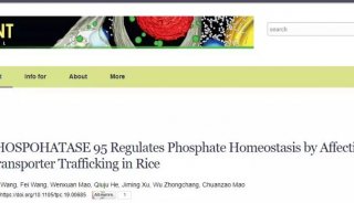 2020开门篇! Plant cell (IF:8.6)​浙大、川大研究者通过影响水稻磷酸盐转运蛋白的转运来调节磷酸盐的稳态