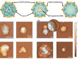 原子力显微镜案例分享 | 类病毒颗粒帮助抗击丙肝病毒