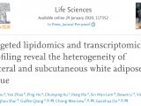 Life Sciences: 靶向脂质组学和转录组学分析揭示了内脏和皮下白色脂肪组织的异质性