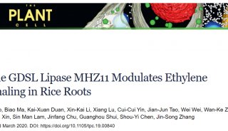 Plant Cell: 张劲松课题组发现GDSL脂肪酶MHZ11调节水稻根系中的乙烯信号