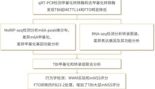 项目文章 | 大鼠TBI模型分析m6A甲基化转录图谱