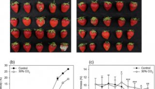 综合转录-代谢组学分析揭示了收获草莓果实在短期内暴露于高浓度二氧化碳后的细胞反应