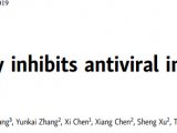 热烈恭祝，曹雪涛团队发现蛋白质乙酰化在抗病毒先天免疫中的关键作用