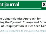 Plant Journal | 湖北大学杨平仿团队泛素化修饰组学揭示水稻种子萌芽过程的动态调控机制