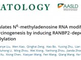 中南大学湘雅三医院曹科团队乙酰化修饰揭示SIRT1调控RNA m6A促进肝细胞癌发生