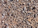 SPECIM IQ揭示进化的秘密—利用手持高光谱在非洲沙漠研究石头花