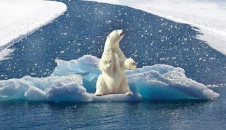 低碳行动，拯救北极熊于一声“碳”息
