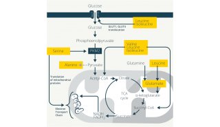 Cell Metabolism | 氨基酸如何支持免疫（上）