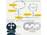 Cell Metabolism | 氨基酸如何支持免疫（下）