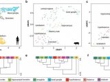 Science | 卡罗林斯卡学院与华大等团队联合发表人类、猪、小鼠大脑中的蛋白编码基因图谱