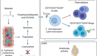 Cell Metabolism | 丁酸盐激活5-HIAA-Bregs-AhR轴抑制关节炎