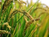 地物光谱仪应用——干旱胁迫下的水稻反射率表现