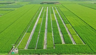 2021年病虫害重发态势，高光谱成像在精准农业这样应用......