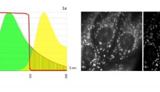 FLUOSYNC 一种快速而温和的多色光谱拆分宽场荧光成像方法