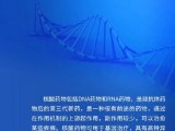 MALDI质谱技术助力核酸药物质控和遗传代谢病基因分型