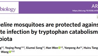 Nat Microbiol新刊: 定量代谢组学揭示共生菌影响按蚊营养代谢与传病能力的规律