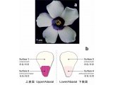 成像 | LESA-HRMS 原位质谱 "看" 懂木槿花