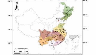 Food Chemistry | 构建中国大米C/H/O稳定同位素的景观图